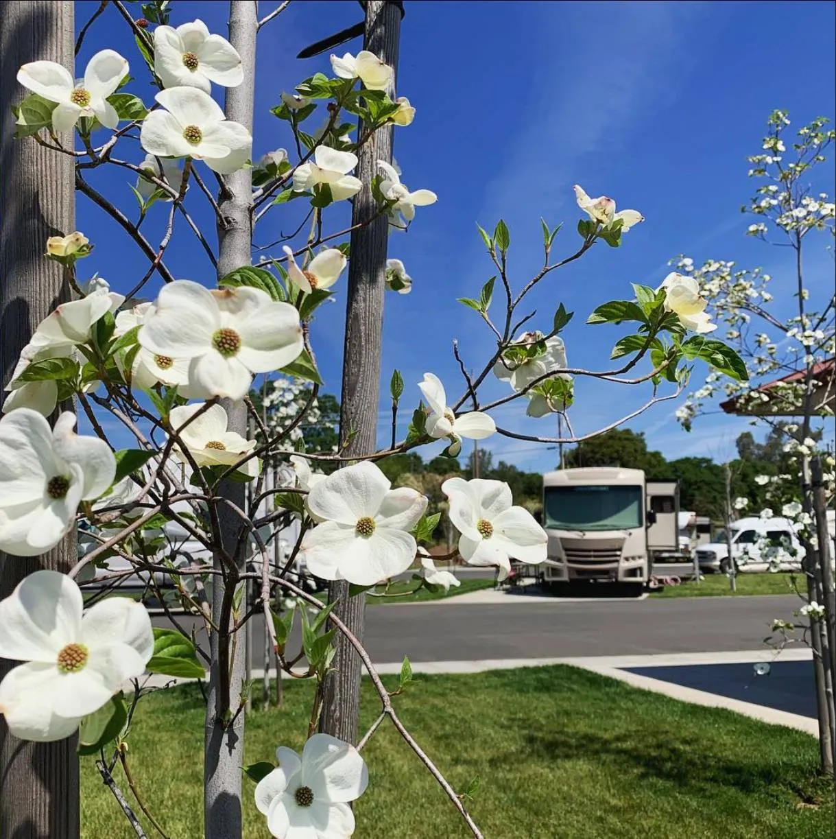 White dogwood flowers bloom on branches in the foreground, with RVs and a clear blue sky visible in the background at a campground.